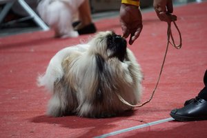 Veisėja iš Panevėžio išbandė savo pekinų veislės šunų ribas: griežtą testą išlaikė ne visi