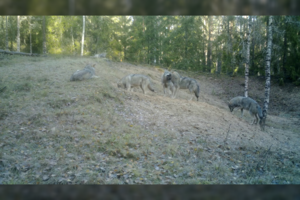 Vaizdai iš Lietuvos miškų: užfiksavo šėliojančią visą vilkų šeimyną