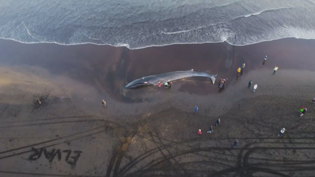 Islandijoje gyvenantis lietuvis iš arti nufilmavo į krantą išmestą 18 metrų banginį