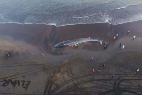 Islandijoje gyvenantis lietuvis iš arti nufilmavo į krantą išmestą 18 metrų banginį