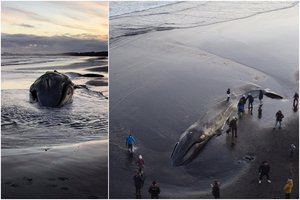 Lietuvis dalijasi išskirtiniais kadrais iš Islandijos: paplūdimyje rado 18 m. ilgio banginį
