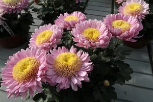 Prieš lankant kapus tenka gūžčioti pečiais: „Pardavėjai, jūs išprotėjote?“