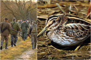 Rudeninės paukščių medžioklės pamaryje – šauliai taikėsi į slankas, bet krito oželis nykštukas