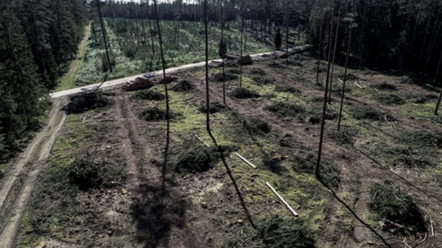 Svarus susitarimas JT klimato kaitos susitikime: valstybės įsipareigojo sustabdyti miškų naikinimą