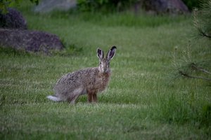 Prasideda kiškių medžioklės sezonas: aplinkosaugininkai primena, kad ilgaausiai nyksta