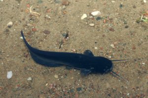 Įsigalioja draudimas gaudyti šamus: nesilaikančiųjų lauks solidžios baudos