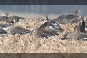 Žuvinto ežere užfiksavo rekordinį kiekį žąsų: suskaičiavo beveik 25 tūkst. paukščių