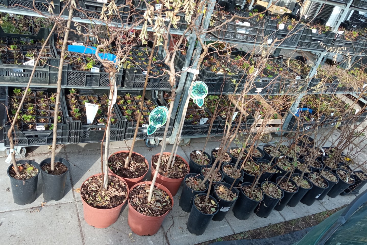 Robinijos.