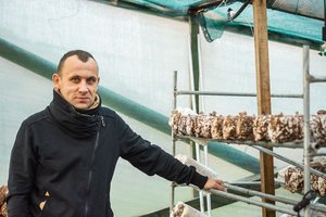 Ūkininkas ėmė auginti egzotiškus grybus: už kilogramą sumoka 15 eurų