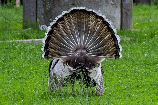 Paukščių gripas plinta Europoje: fiksuojami nauji židiniai ir šalia Lietuvos