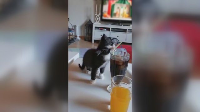 Juoką keliantis vaizdelis: mažas kačiukas bando atsigerti per šiaudelį
