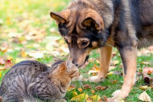 Kokie pavojai šunų ir kačių tyko rudenį