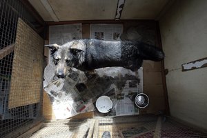 Kodėl užmerkiame akis prieš gyvūnų kankintojus? Jų pelnas – šimtai tūkstančių eurų