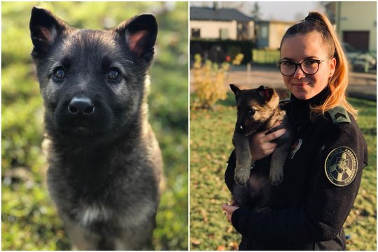 Vos dviejų mėnesių keturkojė pareigūnė – dovana pasieniečiams: rimtai kibs į mokslus