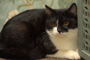 Moteris išgelbėjo jauną katinėlį, kurį norėjo sudeginti 3 paaugliai