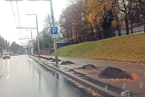 Lietuviški medžiai – ne mums: iš užsienio atvežtus Vilniuje sodins žiemą