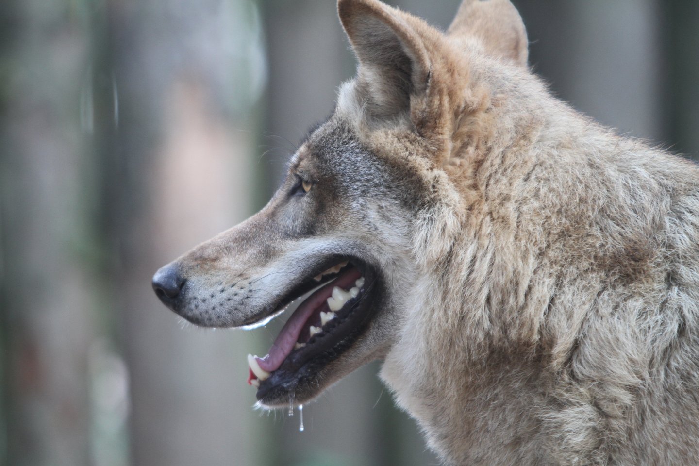 Vilkas, vilkai, miško gyvūnas, zoo<br>M.Patašiaus nuotr.