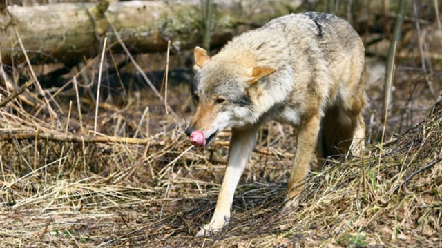Specialistai sunerimę dėl vilkų populiacijos: situacija darosi pavojinga – jie artėja prie žmogaus