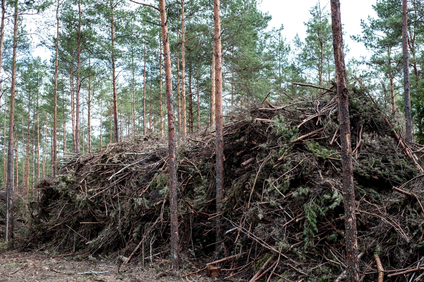 Energetikos ministerija kreipėsi į savivaldybes, ragindama šilumos gamyboje naudoti daugiau vietinių miško kirtimo atliekų.<br>V.Ščiavinsko nuotr.