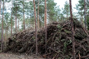 D. Kreivys: didesnis vietinių miško kirtimo atliekų naudojimas leistų daugiau nei 10 proc. mažinti galutinę šilumos kainą