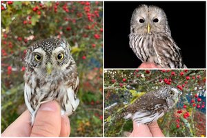 Ventės rage sužieduotos dvi retos pelėdos: sugauti pavyksta vos trečią kartą