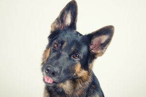 Ką reiškia šuns galvos pakreipimas? Naujas tyrimas pateikė įdomią versiją