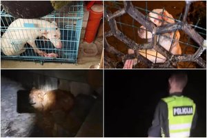 Pergalė prieš žiauriąją veisėją iš Kretingos r.: paskelbė sprendimą garsiojoje „Sniegiaus“ byloje