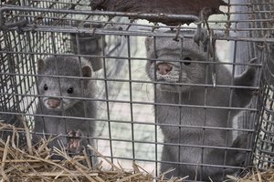 Gyvūnų gynėjai sieks atkreipti Seimo narių dėmesį