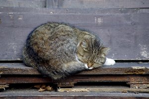 Šiauliuose rastas negyvas katinas su šautine žaizda