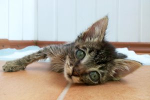 Keturkojų šeimininkams – veterinaro žinutė: šie simptomai įspėja, kad augintinis serga