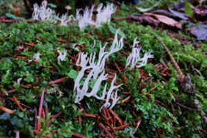 Miškininkai paaiškino, kaip užtikrina retoms ir nykstančios rūšims tinkamus namus