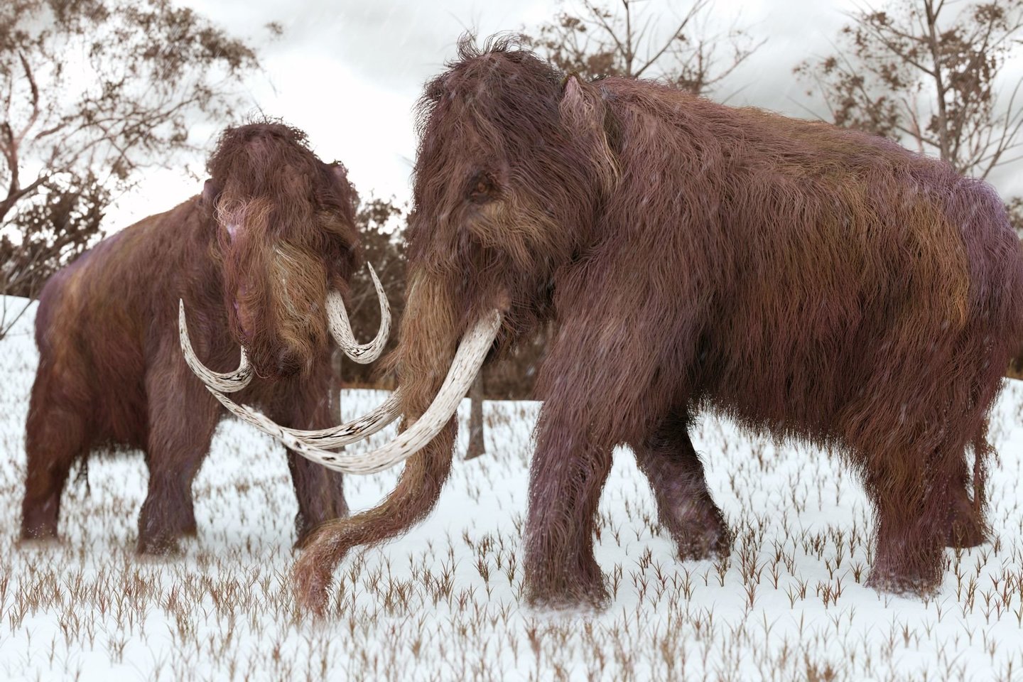  Pasak vienos versijos, dėl šiltėjančio klimato tapo per daug drėgna, kad augalija, kuria mito mamutai, galėtų išgyventi.<br> 123rf iliustr.