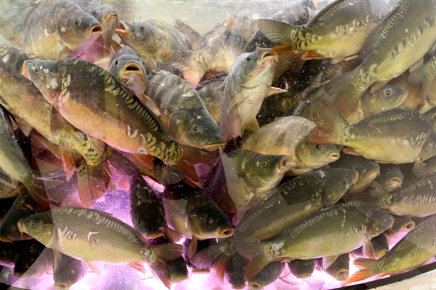 Šįmet šalies parduotuvėse akvariumų su gyvomis žuvimis jau nebeliko, todėl žuvų kainos reikšmingai pasistiebė.<br> M.Patašiaus nuotr. 