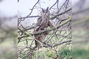 Sužalotą apuoką radusios kėdainietės šaukėsi pagalbos: „Iki pirmadienio neištemps, jį kas nors užpuls ir suės“