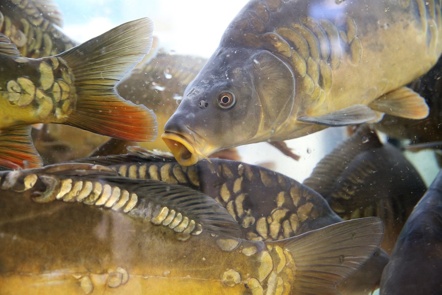 Šįmet šalies parduotuvėse akvariumų su gyvomis žuvimis jau nebeliko, todėl žuvų kainos reikšmingai pasistiebė.<br> R.Danisevičiaus nuotr.