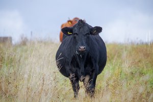 Lietuvoje gerėja žaliavinio pieno kokybė