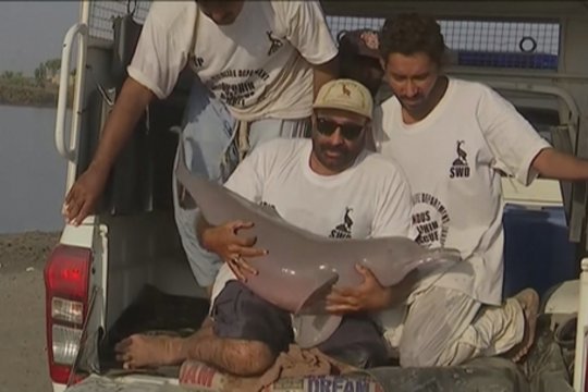 Pakistano laukinės gamtos gelbėtojai lenktyniauja su laiku: skuba padėti apakusiam Indo upės delfinui