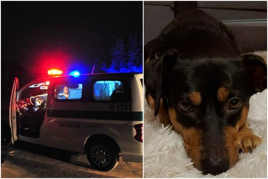 Kruvinas vakaras Panevėžyje: girtos moters stafordšyras užpuolė praeivę ir sudraskė jos šuniuką