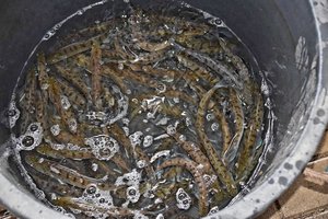 Valstybiniai vandens telkiniai gausiai papildyti starkiais: paleido daugiau nei 64 tūkst. žuvelių