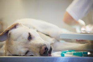 Augintinių eutanazija Lietuvoje: atskleidė, dėl kokių siaubą keliančių priežasčių reikalauja užmigdyti gyvūnus