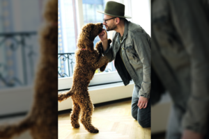 Karališkosios veislės šuniui Hariui – griežtos taisyklės, o šeimininkas Alfas neriasi iš kailio