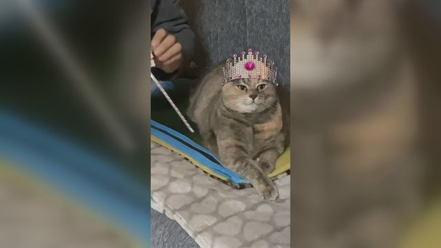 Neeilinis katės vaizdo įrašas: interneto vartotojai gyvūną prilygino garsaus filmo personažui