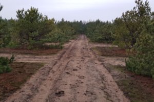 Medžio sėklos kelias: kodėl miškininkai renka sėklas?