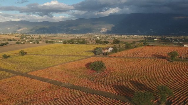 Žadą atimantys Italijos vynuogynų vaizdai: kalvos virto rudeniškų spalvų jūra