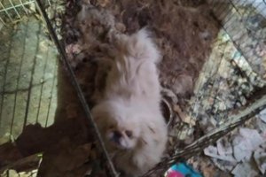 Sąvartynu butą pavertusi ir ten šunis kankinusi klaipėdiškė sulaukė griežtos bausmės