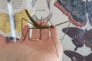 Įspėja nepirkti ir nedovanoti egzotinių augintinių prieš tai nepasidomėjus: gresia sankcijos ir konfiskavimas