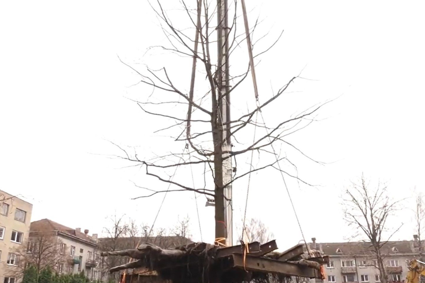  Lietuvoje pirmąkart persodintas brandus 40 cm skersmens medis.<br>Stopkadras