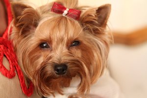 Mirtinai partrenkė Jorkšyro terjerą, vos nekliudė jį vedžiojusios mergaitės ir nuvažiavo: reikalaus atlyginti žalą