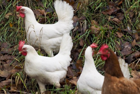 Aptikus paukščių gripą Belgijoje į karantiną uždaryta paukščių pramonė