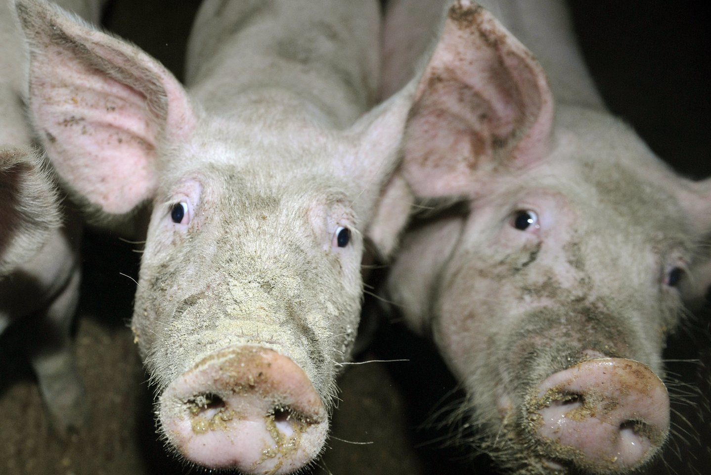 Dabartinė kiaulių supirkimo kaina yra žemesnė nei buvo prieš penkerius metus.<br>P.Lileikio nuotr.